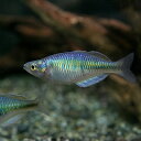 (熱帯魚 生体)ハーフオレンジ レインボー(約4cm)(1匹...