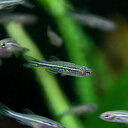 (熱帯魚)ゼブラダニオ・レオパードダニオ ミックス (SSサイズ)(約0.5〜1cm)(50匹)【水槽/熱帯魚/観賞魚/飼育】【生体】【通販/販売】【アクアリウム】