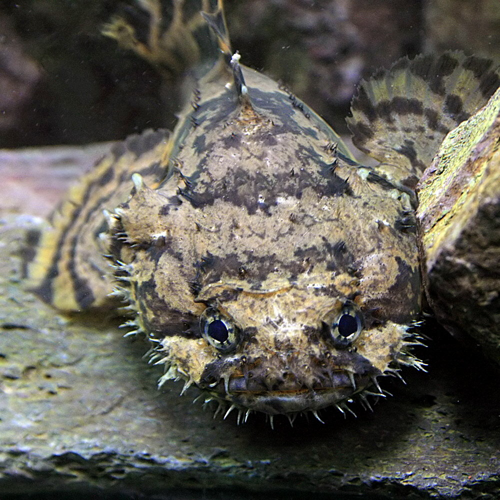 熱帯魚　　ライオンフィッシュ　（12〜15cm）　＜1匹＞【週末大特価！】