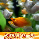 (決算セール)(熱帯魚 生体)ミックスバルーンモーリー(約2...