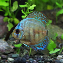 (<strong>熱帯魚</strong> <strong>ディスカス</strong>)マリンブルー<strong>ディスカス</strong>（タイ産）　（約3-5cm）（1匹）【水槽/<strong>熱帯魚</strong>/観賞魚/飼育】【生体】【通販/販売】【アクアリウム/あくありうむ】【小型】