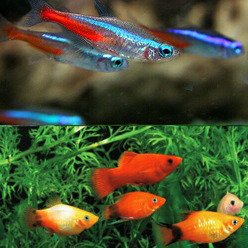 水槽　熱帯魚　▼ネオンテトラ　SMサイズ（約2cm）　（15匹）　＋　ミックス プラティー　（約3-4cm）（6匹）　【お買い物マラソン開催中！ポイント最大45倍！】【熱帯魚】【水槽】【4999円以上で基本送料無料！】