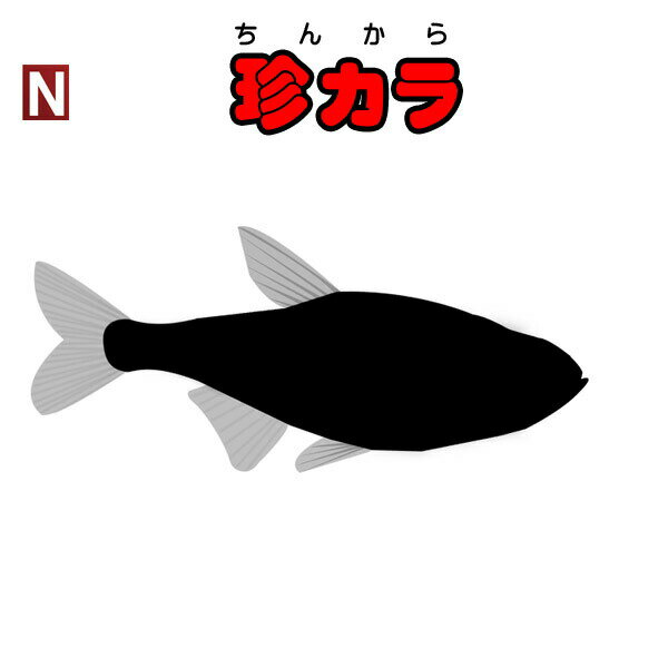 水槽　熱帯魚　▼珍カラMIX（約-cm）＜1匹＞　【クーラーも今が買い！ネオス夏祭りセール！】【熱帯魚】【水槽】【4999円以上で基本送料無料！】