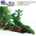 GEX 癒しの水景 モス付流木 グリーンロタラ 【水槽/熱帯...