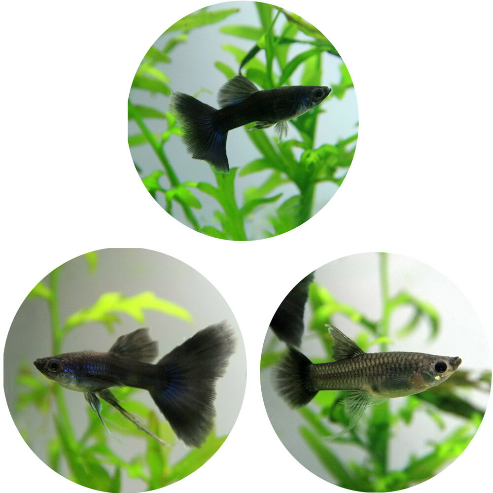 水槽　熱帯魚　▼フルブラックリボングッピー(国産）　（約3cm）＜トリオ（3匹）＞　　【クーラーも今が買い！ネオス夏祭りセール！】【熱帯魚】【水槽】【4999円以上で基本送料無料！】