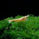 (エビ)オレンジチェリーシュリンプ(約1.5cm)(4匹)【...