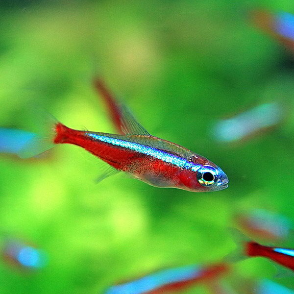 水槽　熱帯魚　▼カージナルテトラ【ブリード】（約1.5-2cm）＜5匹＞　　【クーラーも今が買い！ネオス夏祭りセール！】