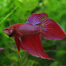 (<strong>熱帯魚</strong> 生体)ベタ　トラディショナル　オス　パステル系（約5cm）（1匹）【水槽/<strong>熱帯魚</strong>/観賞魚/飼育】【生体】【通販/販売】【アクアリウム/あくありうむ】【小型】