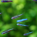 (熱帯魚 生体)グリーンネオン(約1.5-2cm)(10匹)...