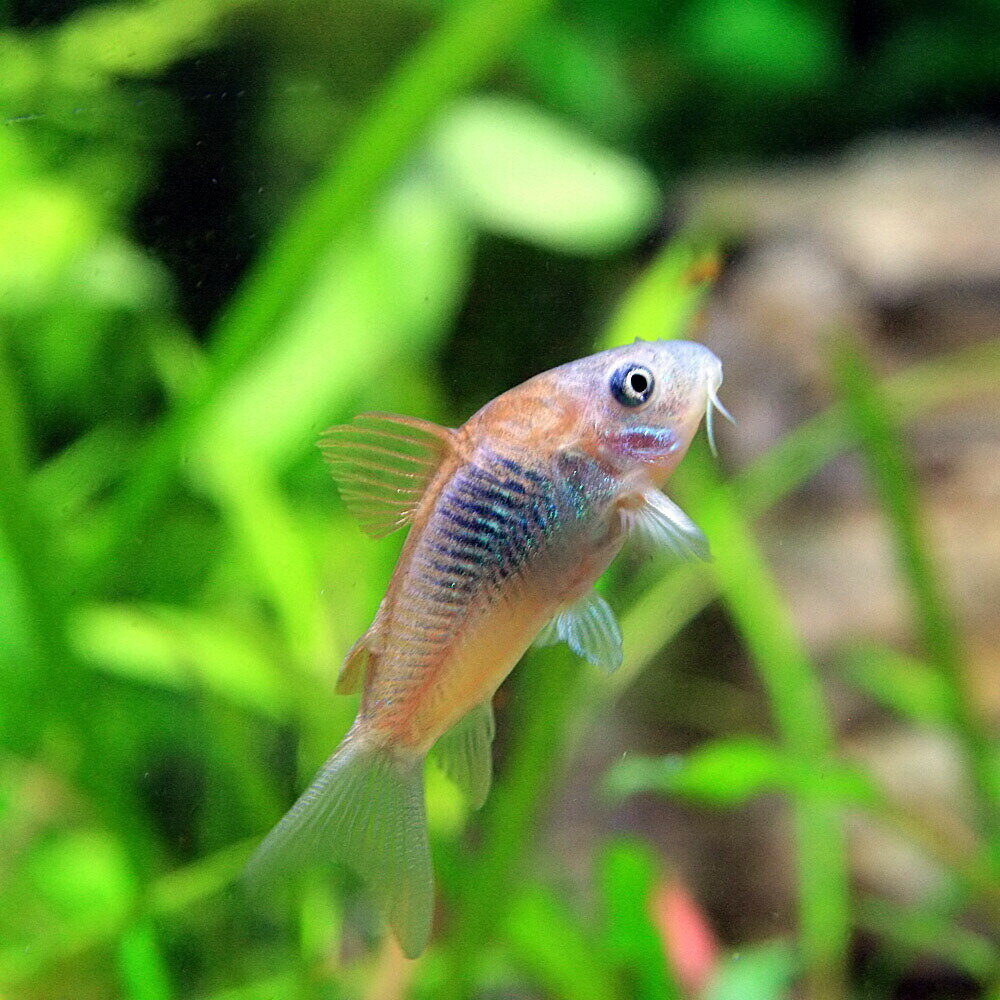 水槽　熱帯魚　▼コリドラス　ベネゼエラ　オレンジ（約2cm）＜1匹＞　　【クーラーも今が買い！ネオス夏祭りセール！】