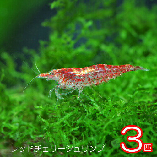 水槽　熱帯魚　▼レッドチェリー シュリンプ（約1.5cm）＜3匹＞　　【クーラーも今が買い！ネオス夏祭りセール！】