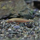(日淡)ホトケドジョウ(約5cm)(1匹)【水槽/熱帯魚/観賞魚/飼育】【生体】【通販/販売】【アクアリウム】