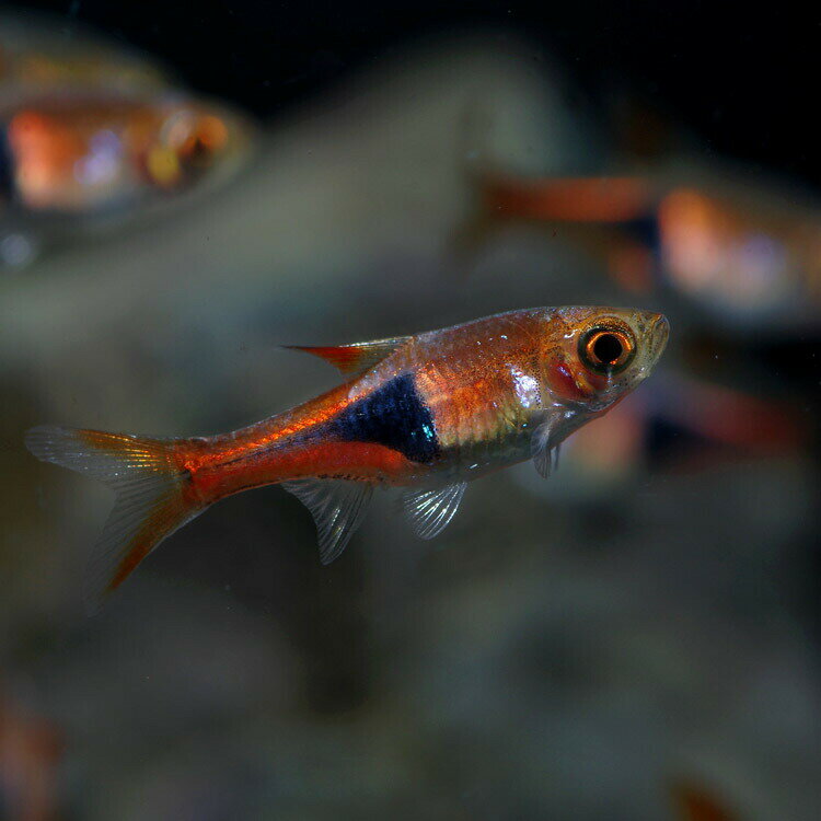 水槽　熱帯魚　▼ラスボラ　ヘテロモルファ（約2cm）＜8匹＞　【お買い物マラソン開催中！ポイント最大45倍！】