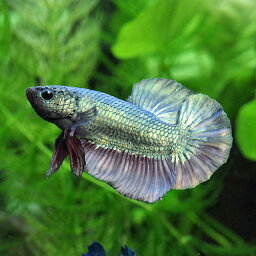 (熱帯魚 生体)ベタ　<strong>メタリカ</strong>　オス　色おまかせ　（約4cm）（1匹）【水槽/熱帯魚/観賞魚/飼育】【生体】【通販/販売】【アクアリウム/あくありうむ】【小型】