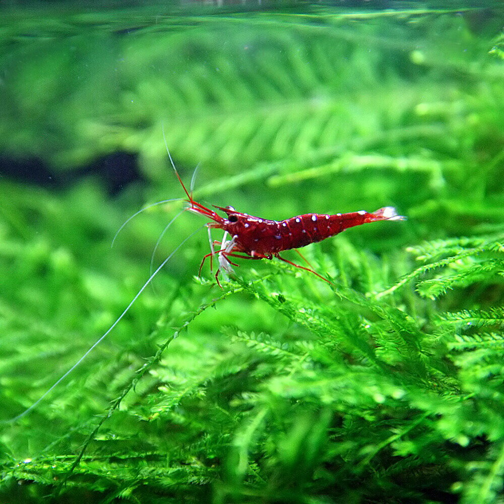 水槽　熱帯魚　▼ホワイトグローブ シュリンプ（約1.5cm）＜1匹＞　　【クーラーも今が買い！ネオス夏祭りセール！】