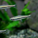 (ネオスセール)(熱帯魚 生体)ゴールデンペンシル(約2cm...