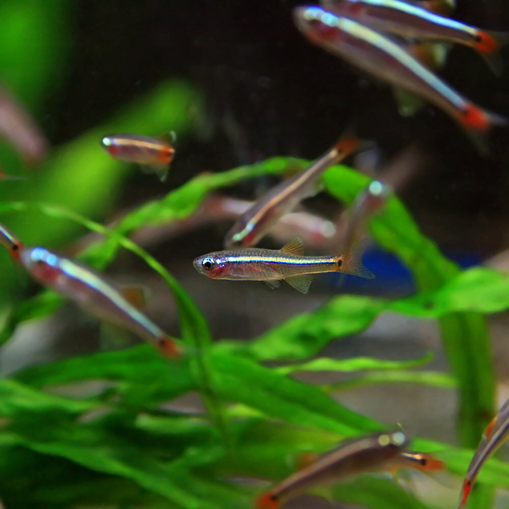 水槽　熱帯魚　▼アカヒレ　（Sサイズ）(約1cm)＜50匹＞　【お買い物マラソン開催中！ポイント最大45倍！】