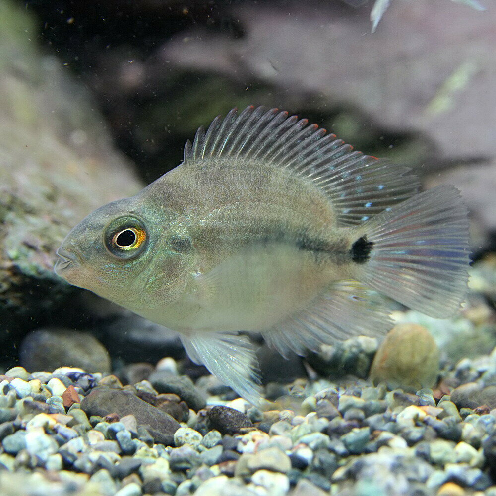 水槽　熱帯魚　▼パロットファイヤーシクリッド(約3cm）＜1匹＞　【クーラーも今が買い！ネオス夏祭りセール！】