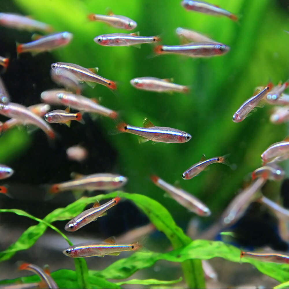 水槽　熱帯魚　▼アカヒレ　（Sサイズ）(約1cm)＜300匹＞　【お買い物マラソン開催中！ポイント最大45倍！】