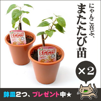 国産またたび苗 お得な2個セット（鉢皿2枚付き） 【苗木/植物】【日時指定不可】