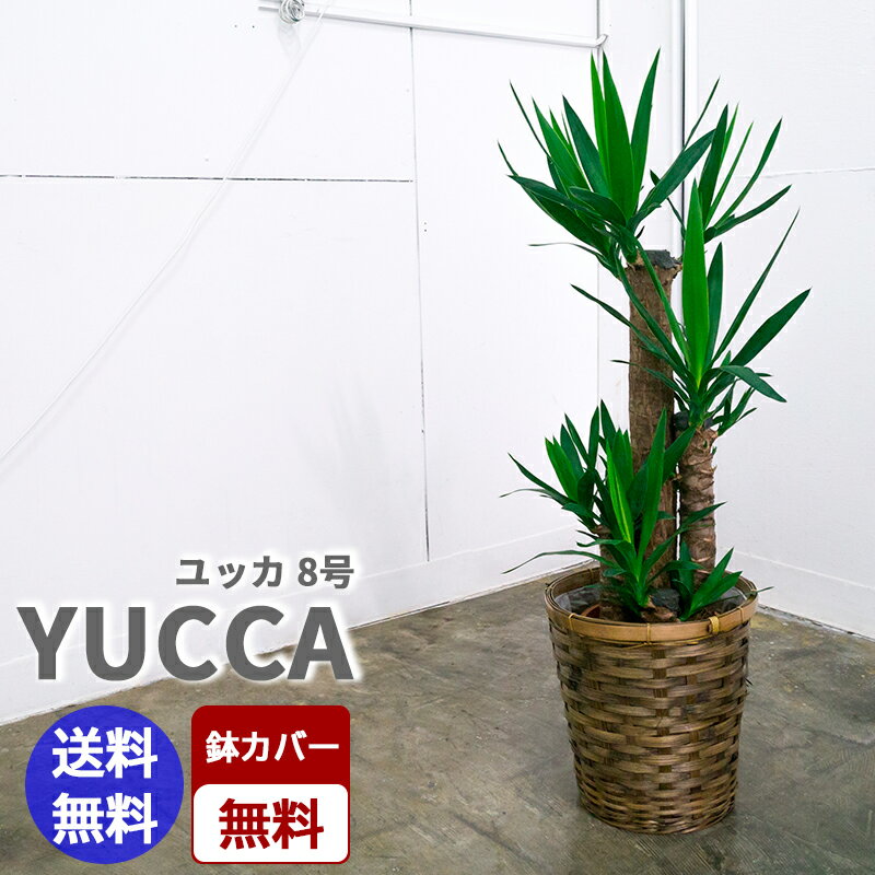 【当店オススメ】【あす楽対応】【当日配送】観葉植物 ユッカ 8号 (青年の木) ☆本州・四…...:flex-flower:10000017