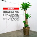 【オススメ】観葉植物 幸福の木 大型 10号 (ドラセナ) 指定区域内/送料無料/即日/当日配達/ あす楽/レビューでカゴ付きおしゃれなお祝い/開店祝い/ご移転/インテリア観葉植物/インテリア大型/敬老の日/贈り物/お祝