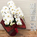 胡蝶蘭 白大輪 5本立 50輪以上 (蕾含) お祝