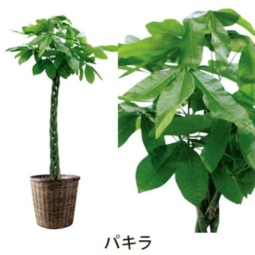 【フラアート花門】観葉植物・大鉢　15,000円【送料無料】