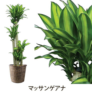 【フラアート花門】観葉植物・大鉢　15,000円【送料無料】