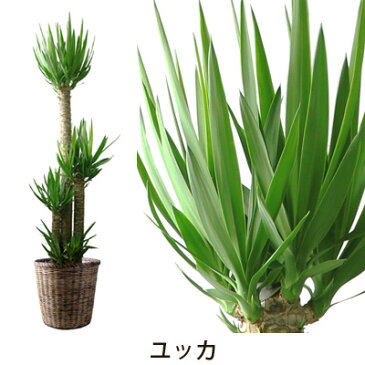 【フラアート花門】観葉植物・大鉢　15,000円【送料無料】