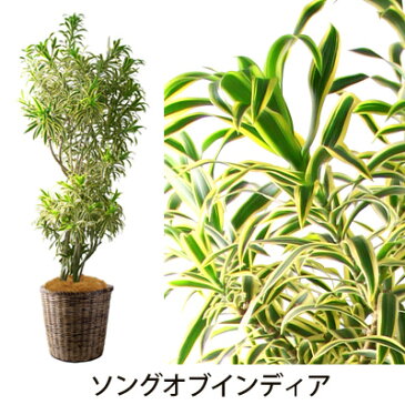 【フラアート花門】観葉植物・大鉢　20,000円【送料無料】