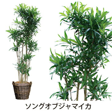 【フラアート花門】観葉植物・大鉢　20,000円【送料無料】