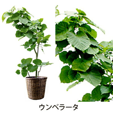 【フラアート花門】観葉植物・大鉢　20,000円【送料無料】