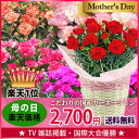 母の日ギフト ☆楽天1位☆【フラアート花門】カーネーション 鉢※赤・ピンク・複色オレンジ・アプリコット・パープルから選択送料無料 2016 プレゼント ギフト 花 鉢植 鉢花 5号 母の日