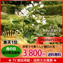 母の日ギフト ☆楽天1位☆【フラアート花門】マダガスカルジャスミン鉢植送料無料 2016 プレゼント ギフト 花 カーネーション以外 鉢植 鉢花 4号 母の日