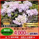 母の日ギフト ☆楽天1位☆【フラアート花門】アジサイ鉢植「ダンスパーティ」送料無料 2016 プレゼント ギフト 花 カーネーション以外 鉢植 鉢花 5号 母の日