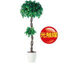 人工観葉植物 光触媒 フィッカスベンジャミナダブル 180(器:RP-300)91236|フェイクグリーン イミテーション インテリア 開店祝 オフィス 観葉植物 大型 観葉植物 おしゃれ 観葉植物 インテリア 《2018ds》