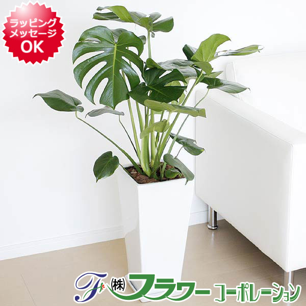 観葉植物 モンステラ ロングスクエア陶器鉢植え【インテリア/人気/お祝い/ギフト/プレゼン…...:flower-corp:10000342