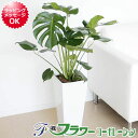 観葉植物 モンステラ ロングスクエア陶器鉢植え【インテリア/人気/お祝い/ギフト/プレゼント/開店祝い/新築祝い/誕生日祝い/結婚祝い/おしゃれ/スタイリッシュ/南国/トロピカル/アジアン/中型】10P03Dec16