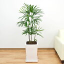【送料無料】観葉植物 棕櫚竹(シュロチク) スクエア陶器鉢植え 8号サイズ【インテリア/人気/お祝い/ギフト/プレゼント/開店祝い/新築祝い/誕生日祝い/結婚祝い/おしゃれ/スタイリッシュ/和風/大型/中型】