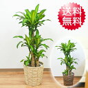 観葉植物 幸福の木(ドラセナ・マッサンゲアナ) 8号 鉢カバ...