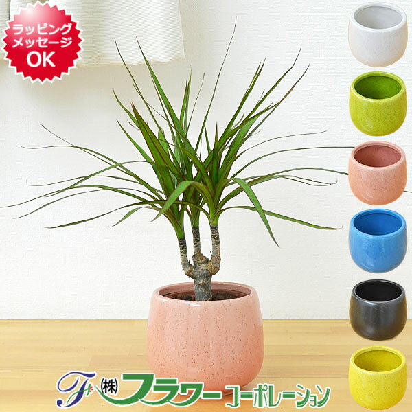 【送料無料】ミニ観葉植物 ドラセナ・コンシンネ陶器鉢付き(ハイドロカルチャー)...:flower-corp:10000233