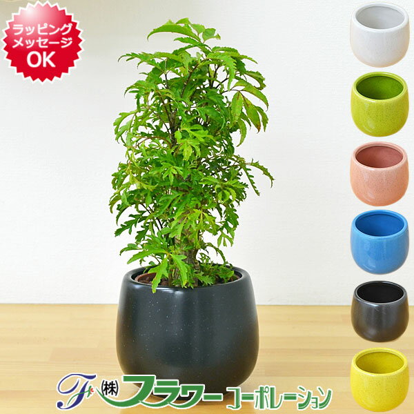 【送料無料】ミニ観葉植物 ポリシャス陶器鉢付き(ハイドロカルチャー)...:flower-corp:10000377