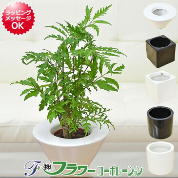 【送料無料】ミニ観葉植物 ポリシャス ハイドロカルチャースタイリッシュ陶器鉢付き