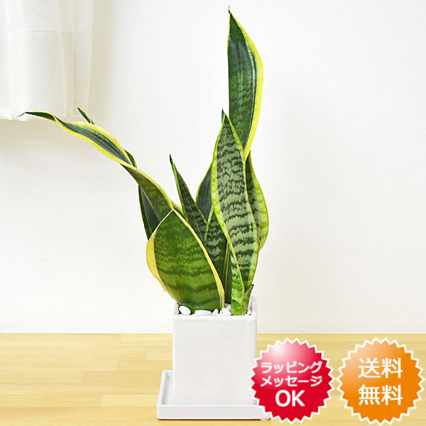 【送料無料】観葉植物 サンスベリア(サンセベリア) キューブ陶器鉢植え【インテリア/人気/…...:flower-corp:10000909