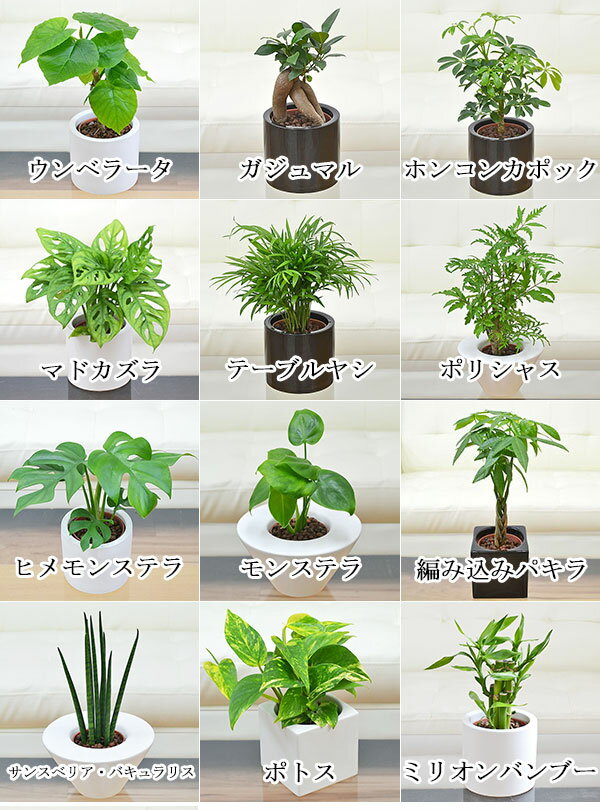 【送料無料】観葉植物ミニ ハイドロカルチャースタイリッシュ陶器鉢付き 4鉢セット【インテリア/人気/お祝い/ギフト/プレゼント/おしゃれ/スタイリッシュ/ミニ/水耕栽培/お試し/シンプルモダン/シック/和モダン/ナチュラル/アジアン/北欧/ブルックリン/モノトーン】