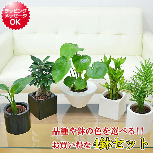 【送料無料】観葉植物ミニ ハイドロカルチャースタイリッシュ陶器鉢付き 4鉢セット【インテリア/人気/お祝い/ギフト/プレゼント/おしゃれ/スタイリッシュ/ミニ/水耕栽培/お試し/シンプルモダン/シック/和モダン/ナチュラル/アジアン/北欧/ブルックリン/モノトーン】