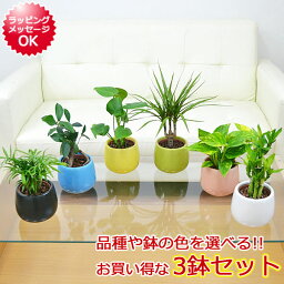 観葉植物 ミニ <strong>ハイドロカルチャー</strong>陶器鉢付き 3鉢セット モンステラ ガジュマル パキラ ドラセナ ウンベラータ サンスベリア ヤシ ポトス シェフレラ ポリシャス インテリア 人気 お祝い ギフト おしゃれ 水耕栽培 あす楽