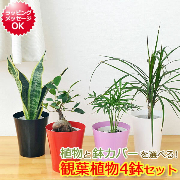 【送料無料】選べる観葉植物 4鉢セット 鉢カバー付き【インテリア/人気/お祝い/ギフト/プ…...:flower-corp:10000671