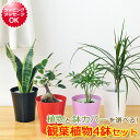 選べる観葉植物 4鉢セット 鉢カバー付き【インテリア/人気/お祝い/ギフト/プレゼント/おしゃれ/スタイリッシュ/ミニ/お試し/ガジュマル/サンスベリア/テーブルヤシ/パキラ/ドラセナ/コンシンネ/シェフレラ/トライネッティ/フィカス/バーガンディ/クロゴム/アロカシア】